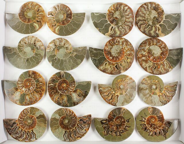 Lot: - Cut Ammonite Pairs (Grade B/C) - Pairs #77339